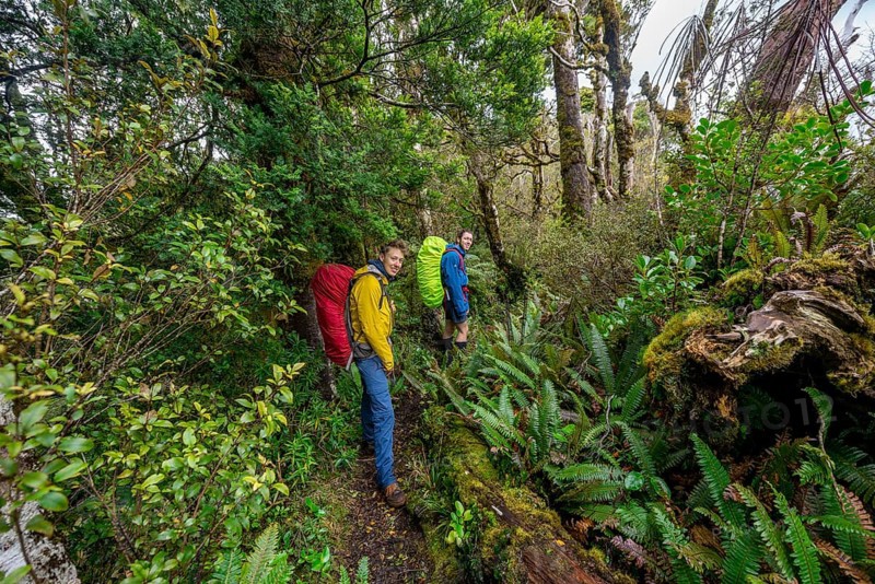 Hikers on hiking trail through rainforest