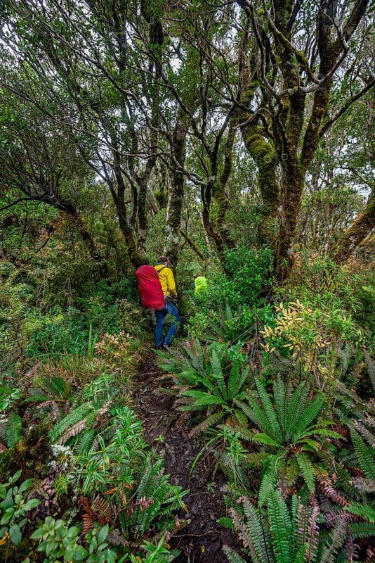 Hikers on hiking trail through rainforest