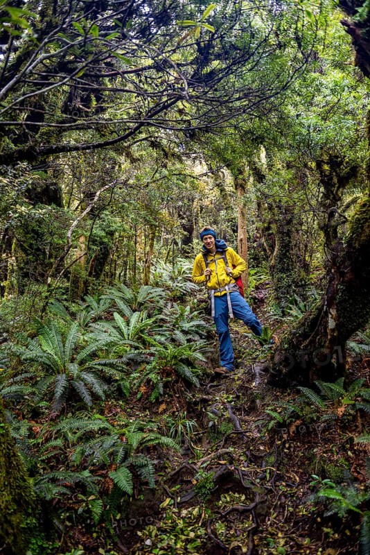 Hiker on hiking trail through rainforest