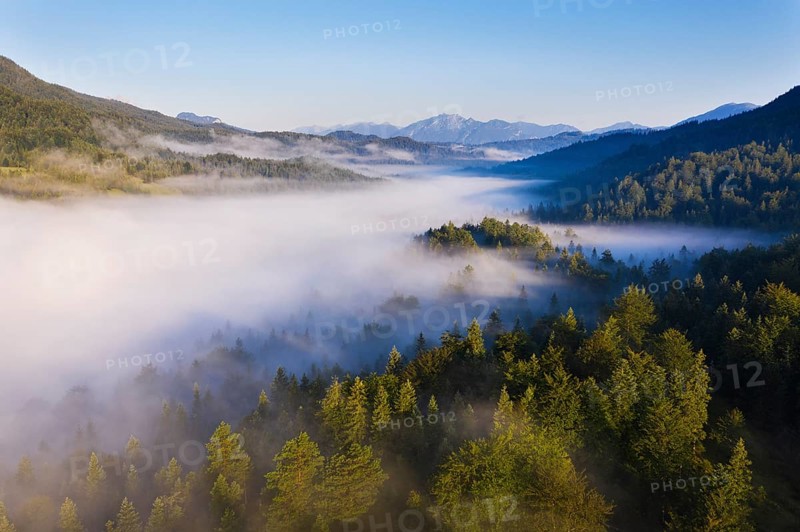 Fog over forest at Ferchensee