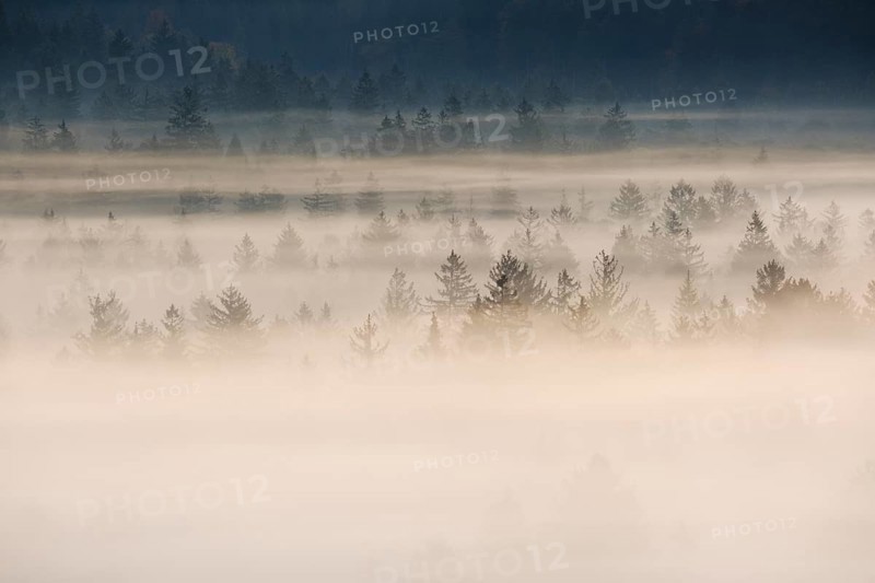 Fog in the Pupplinger Au at dawn
