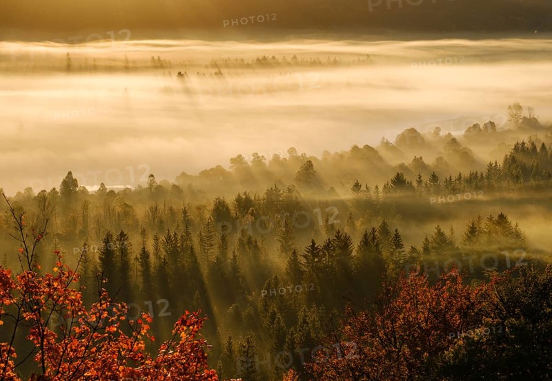 Fog in the Pupplinger Au at sunrise