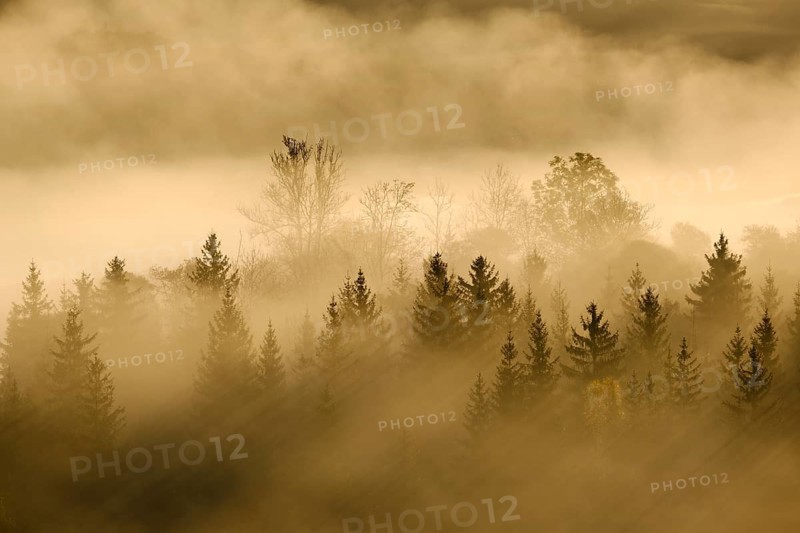 Fog in the Pupplinger Au at sunrise