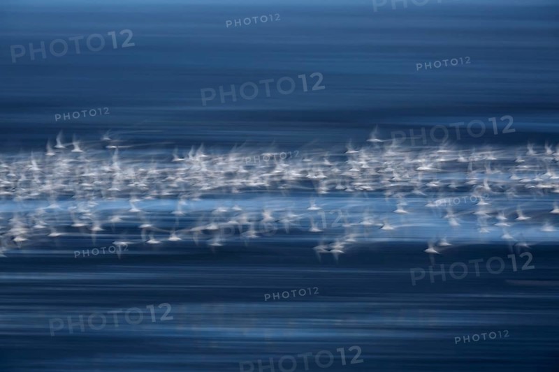 Sandwich terns (Thalasseus sandvicensis)