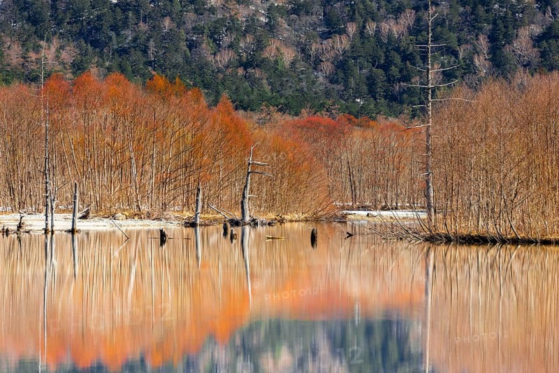 Trees reflected in Taisho Pond