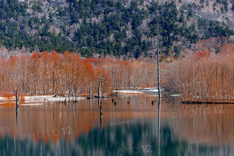 Trees reflected in Taisho Pond