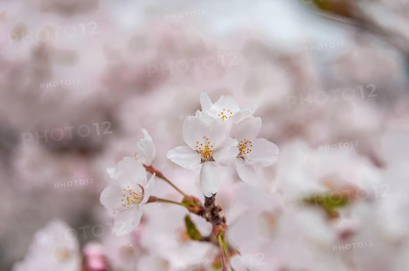 Cherry blossoms