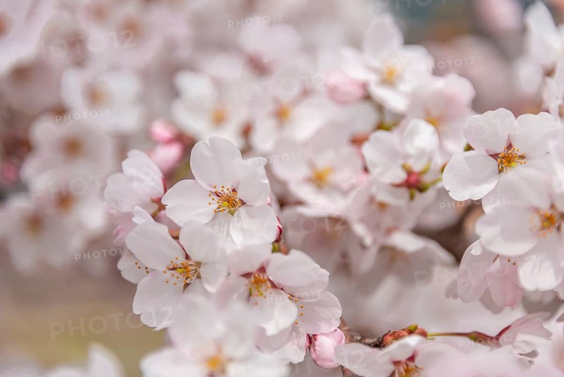Cherry blossoms