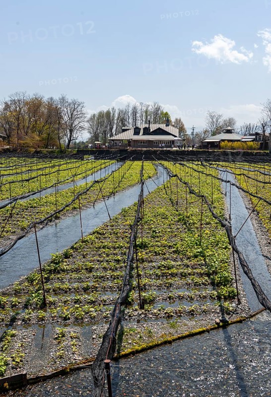 Rows of Wasabi plants in water