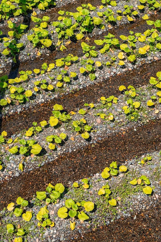 Rows of Wasabi plants in water