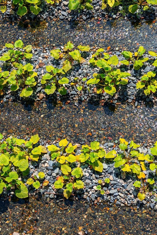Rows of Wasabi plants in water