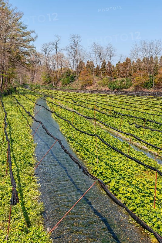 Rows of Wasabi plants in water