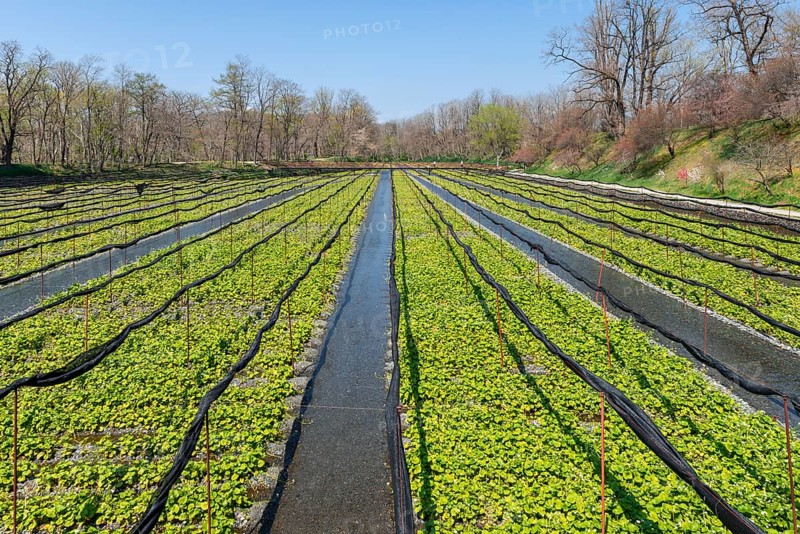 Rows of Wasabi plants in water