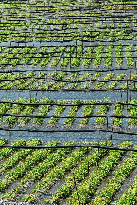 Rows of Wasabi plants in water