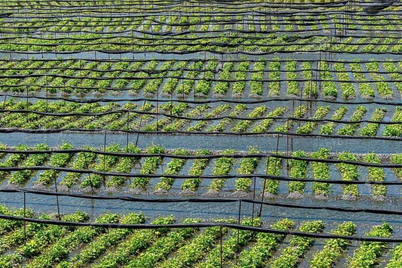 Rows of Wasabi plants in water