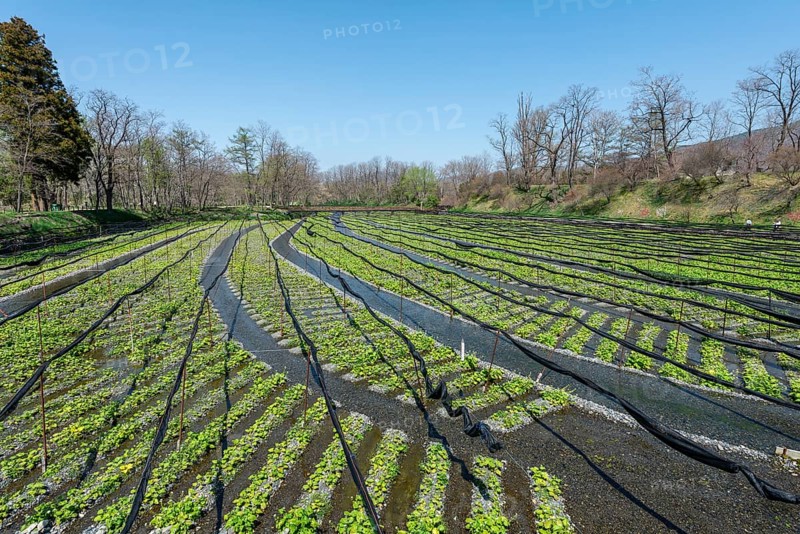 Rows of Wasabi plants in water