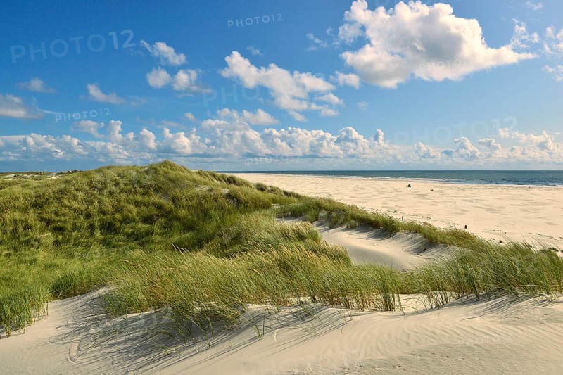 Dunes overgrown with beach oats