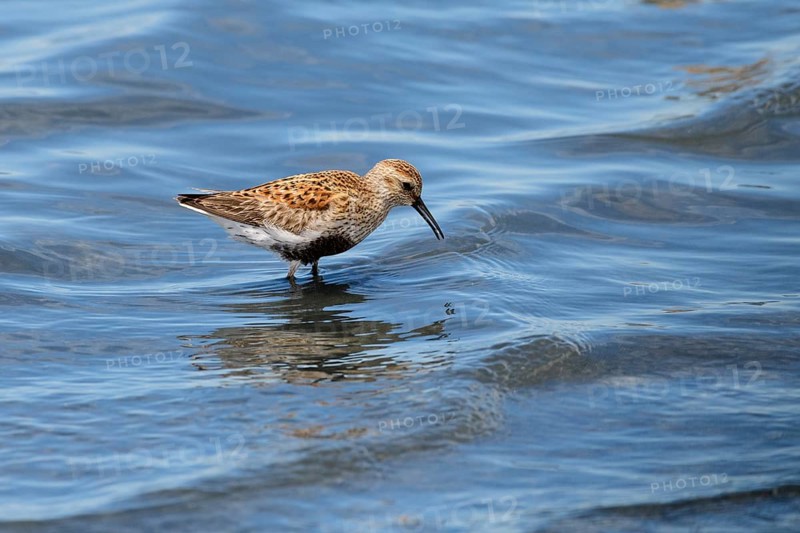 Dunlin (Calidris alpina)