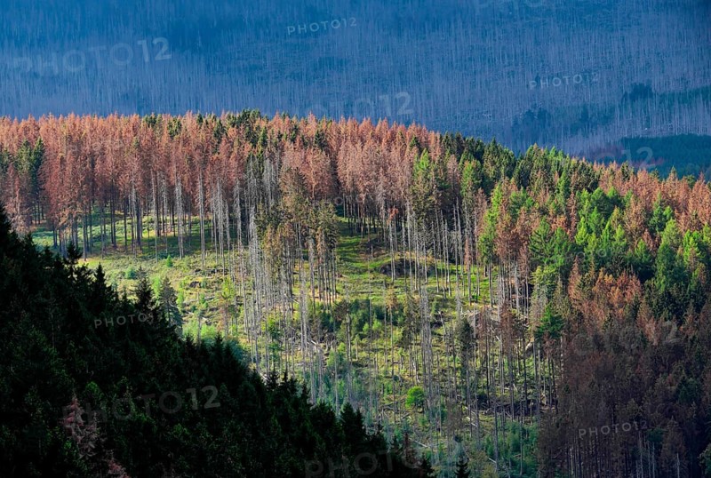 Partially dead spruce forest