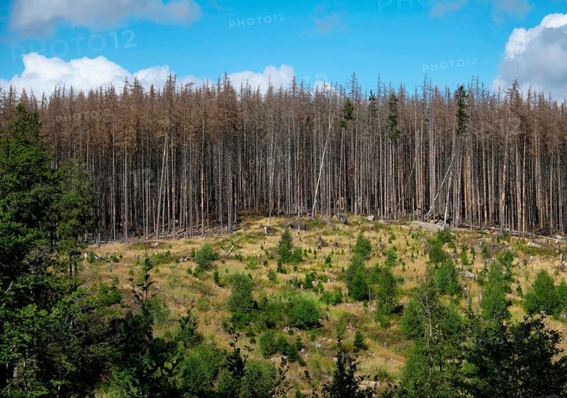 Dead Spruce Forest and Reforestation