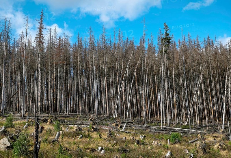 Dead Spruce Forest