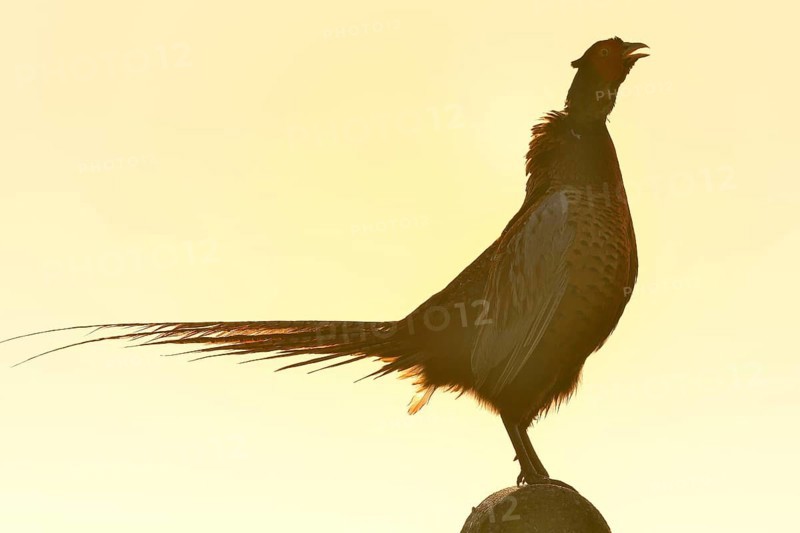 Pheasant (Phasianus colchicus)