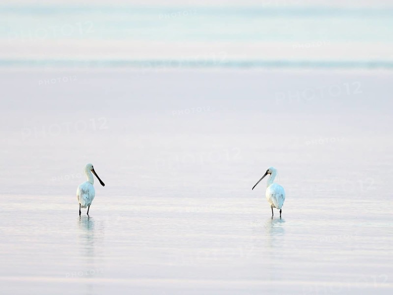 Two Common spoonbills (Platalea leucorodia)