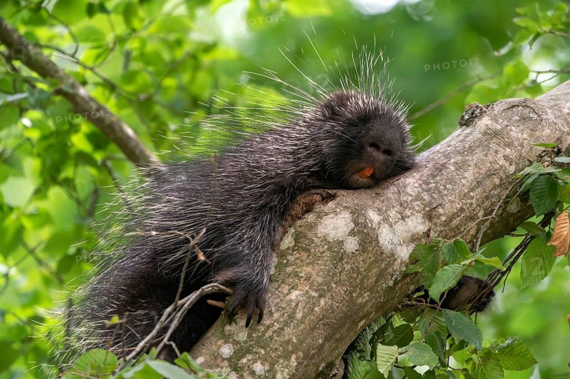 North American porcupine (Erethizon Dorsatum) sleeping on branch