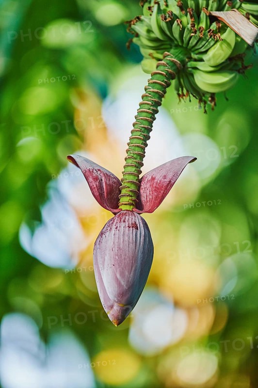 Banana (Musa)