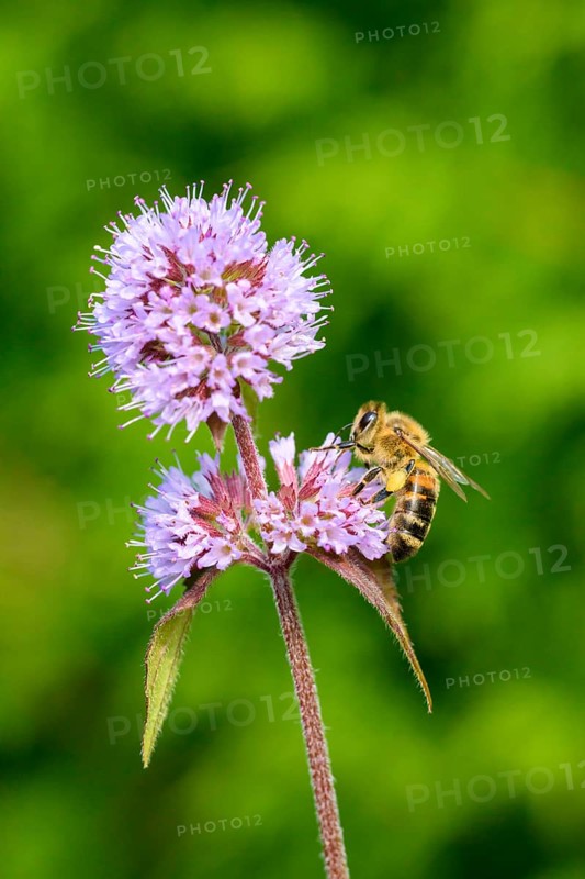 Honey bee (Apis mellifera) on Water mint (Mentha aquatica)