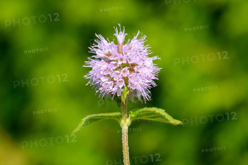 Water mint (Mentha aquatica)