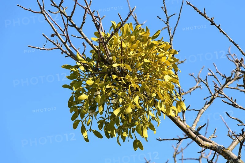 Mistletoe (Viscum album) on fruit tree