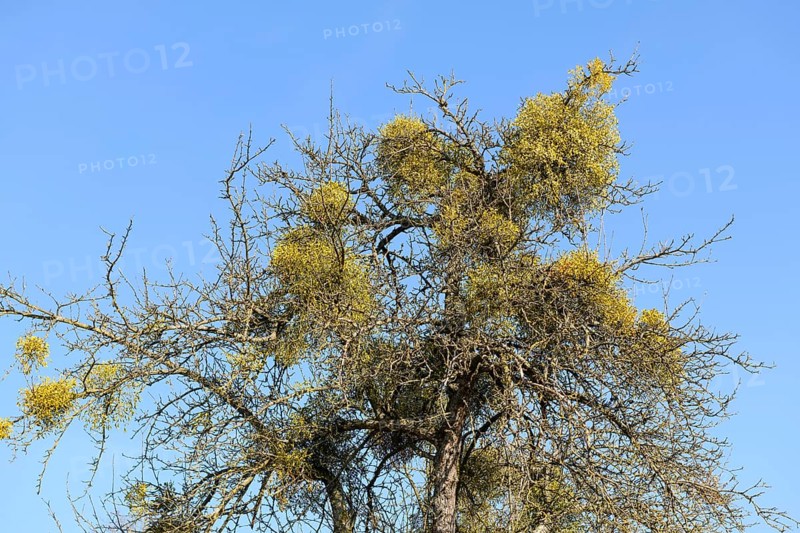 Mistletoe (Viscum album) on fruit tree