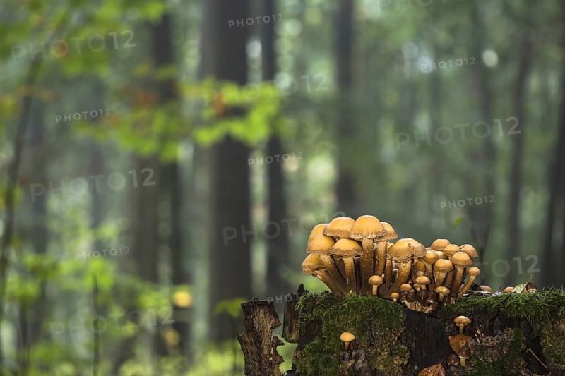 Green-leaved sulfur heads (Hypholoma fasciculare) on deadwood in autumnal forest