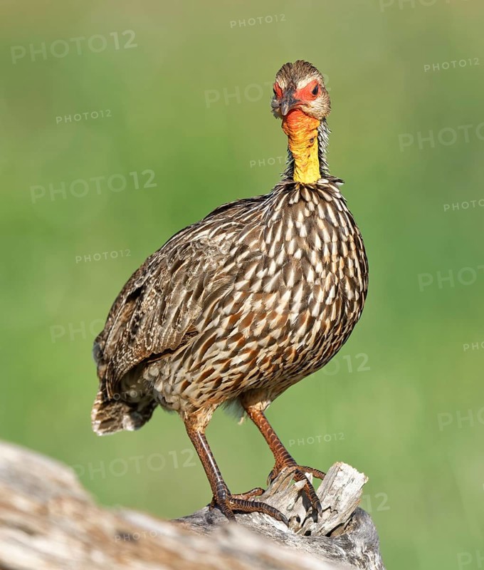 Yellow-necked spurfowl (Francolinus leucoscepus)