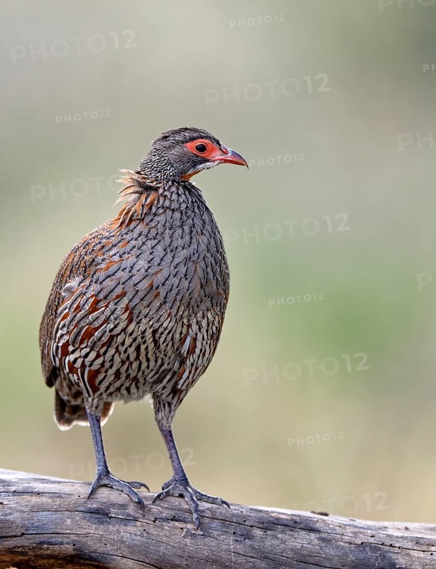 Grey breast Francolin (Francolinus rufopictus)