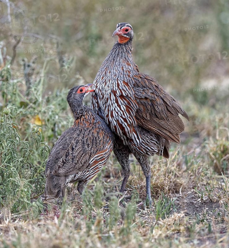 Grey breast francolins (Francolinus rufopictus)