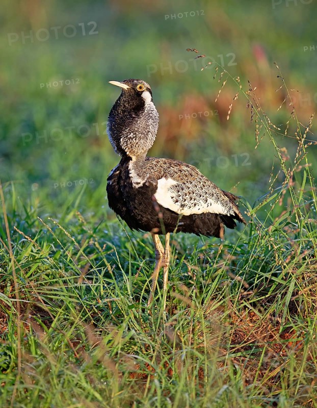Black-bellied bustard (Lissotis melanogaster)