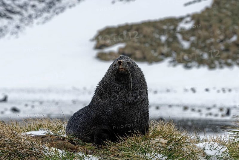 Antarctic Fur Seal (Arctocephalus gazella) during snowfall on snow-covered dune grass