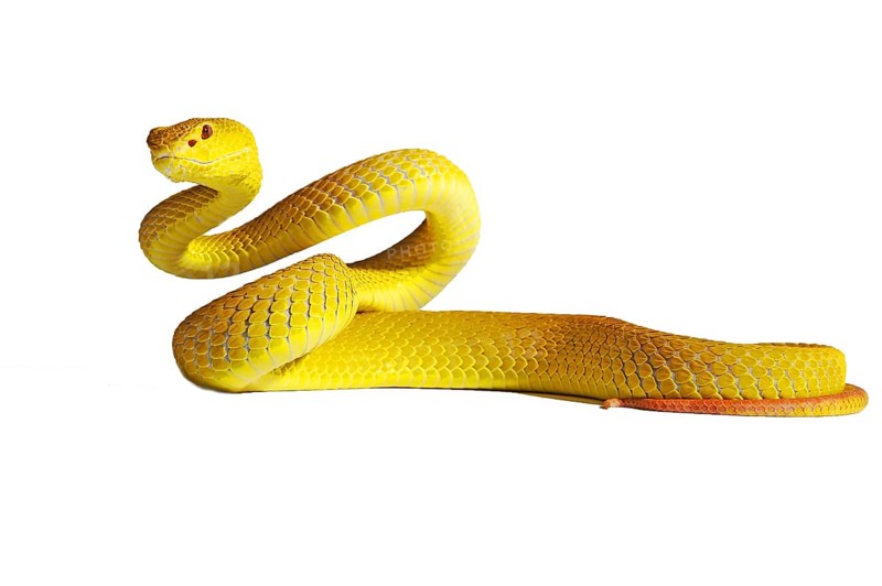 White-lipped Island Pit Viper (Trimeresurus insularis)
