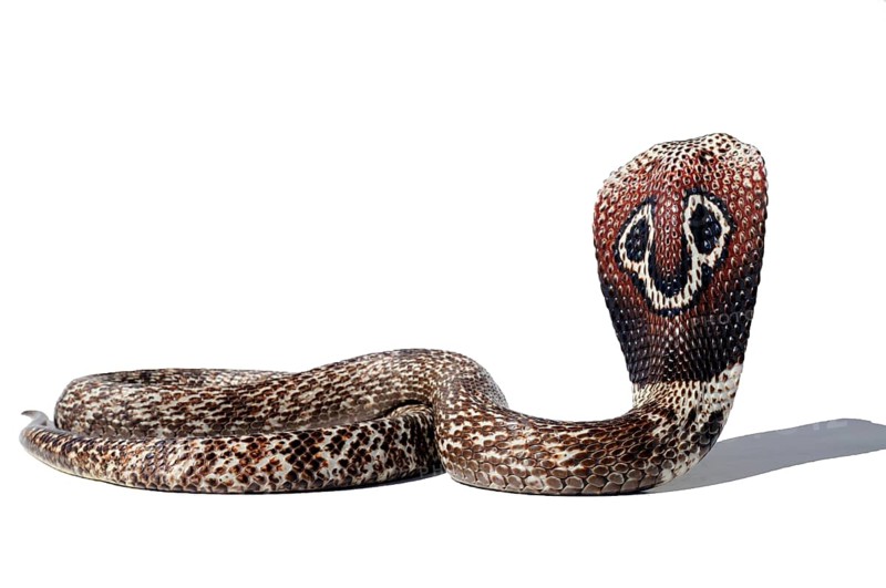 Indian Cobra (Naja)