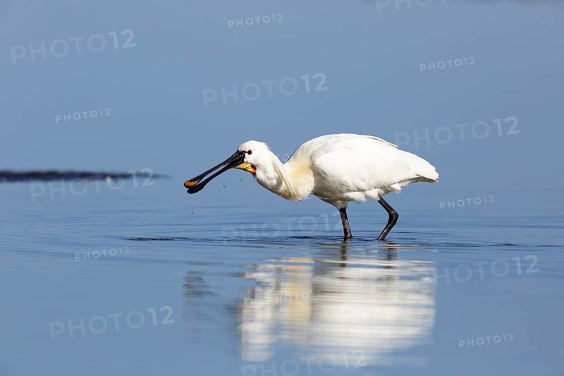 Common spoonbill (Platalea leucorodia)