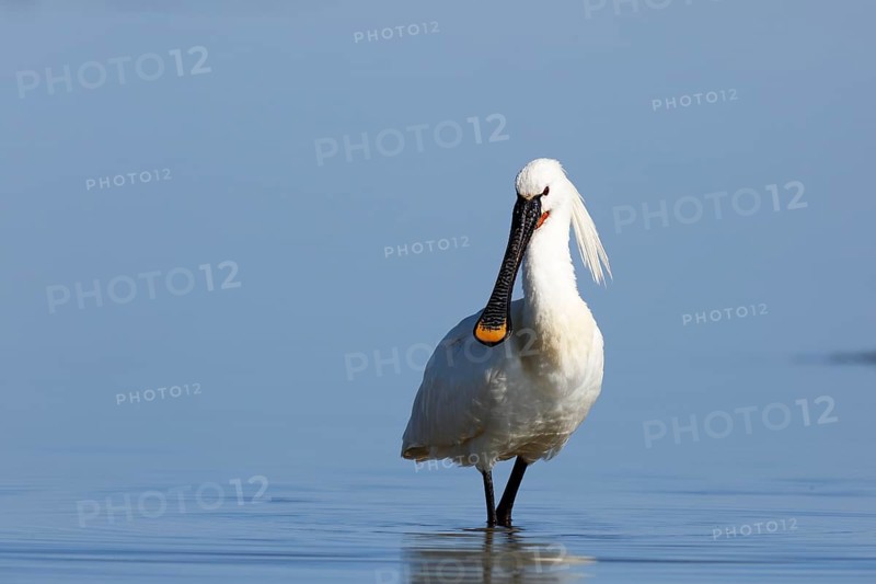 Common spoonbill (Platalea leucorodia)