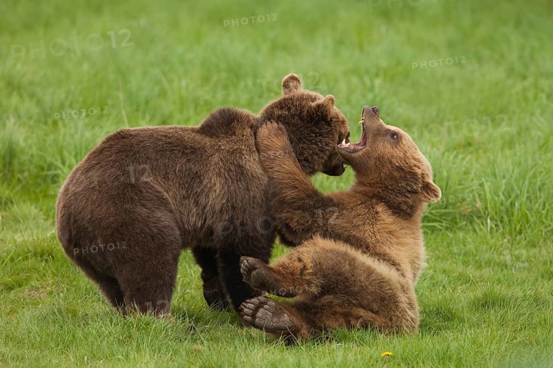 Brown bears (Ursus arctos)