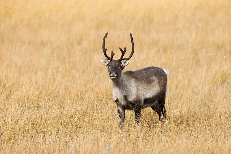 European reindeer (Rangifer tarandus tarandus)