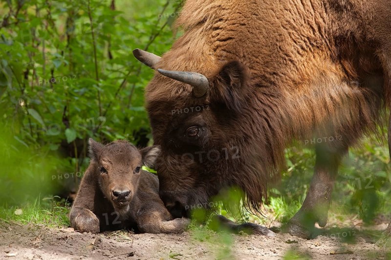 European Bison (Bison bonasus)