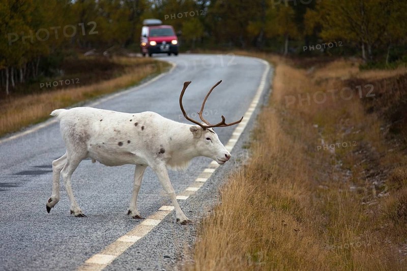 European reindeer (Rangifer tarandus tarandus) crossing road
