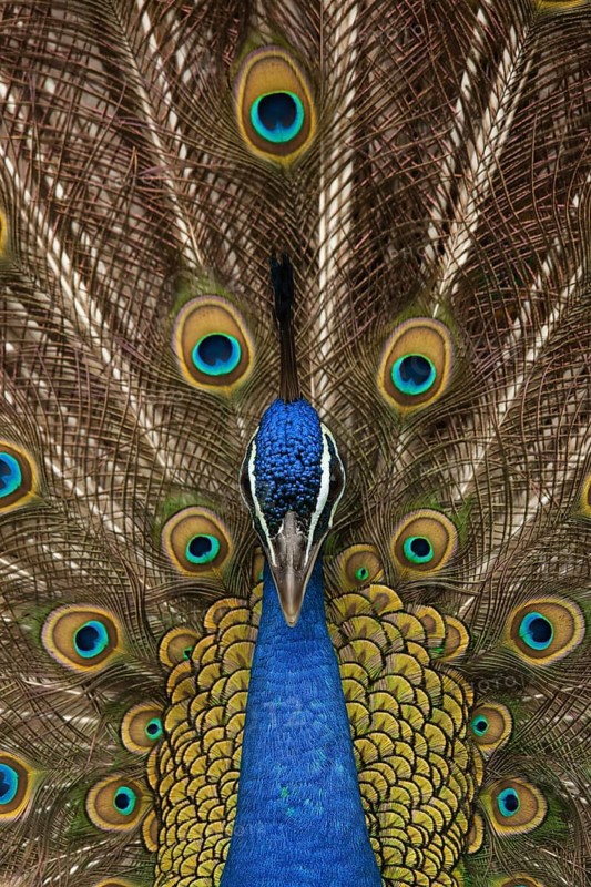 Indian peafowl (Pavo cristatus)