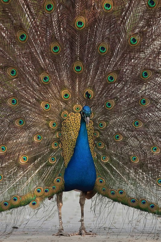 Indian peafowl (Pavo cristatus)
