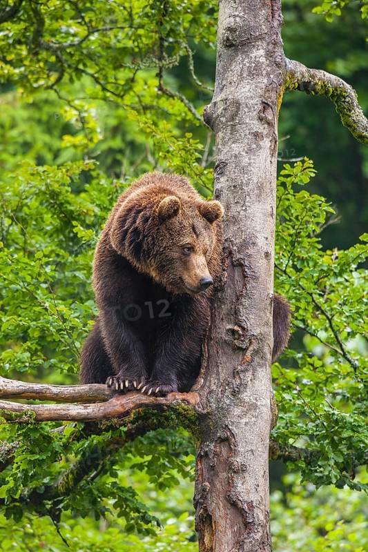 European Brown bear (Ursus arctos) sitting in a tree